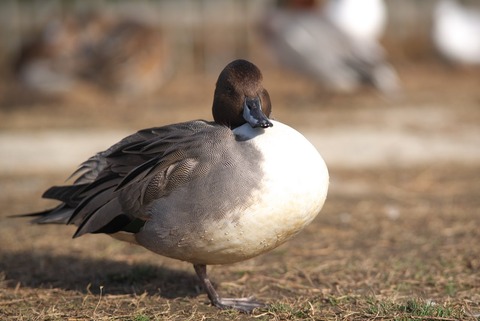 なんかめんどくさくなってきましたよね
