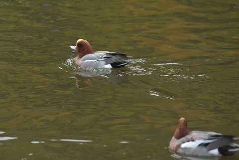 どうせここまで来れないしぃ