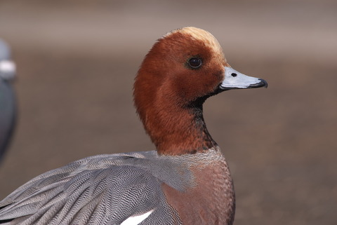 遊んでるでしょ…