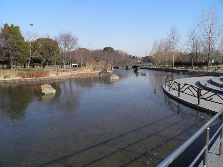 朝鴨(深北緑地・2012.2.3) その2 : KAMONOMANIA カモノマニア