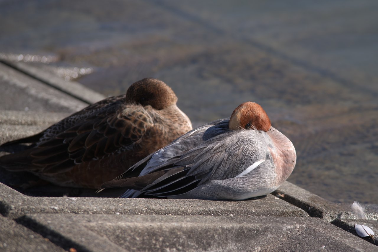 朝からカモの人 昆陽池公園 21 1 10 その9 Kamonomania カモノマニア