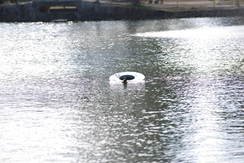 ホシハジロさんの家化してる