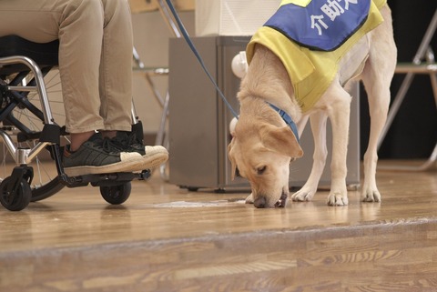 コインをひろう介助犬さん