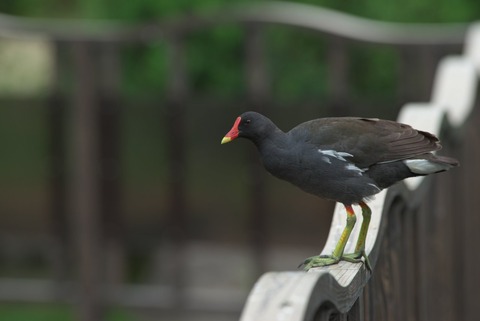 まぁ面白いんですけどね
