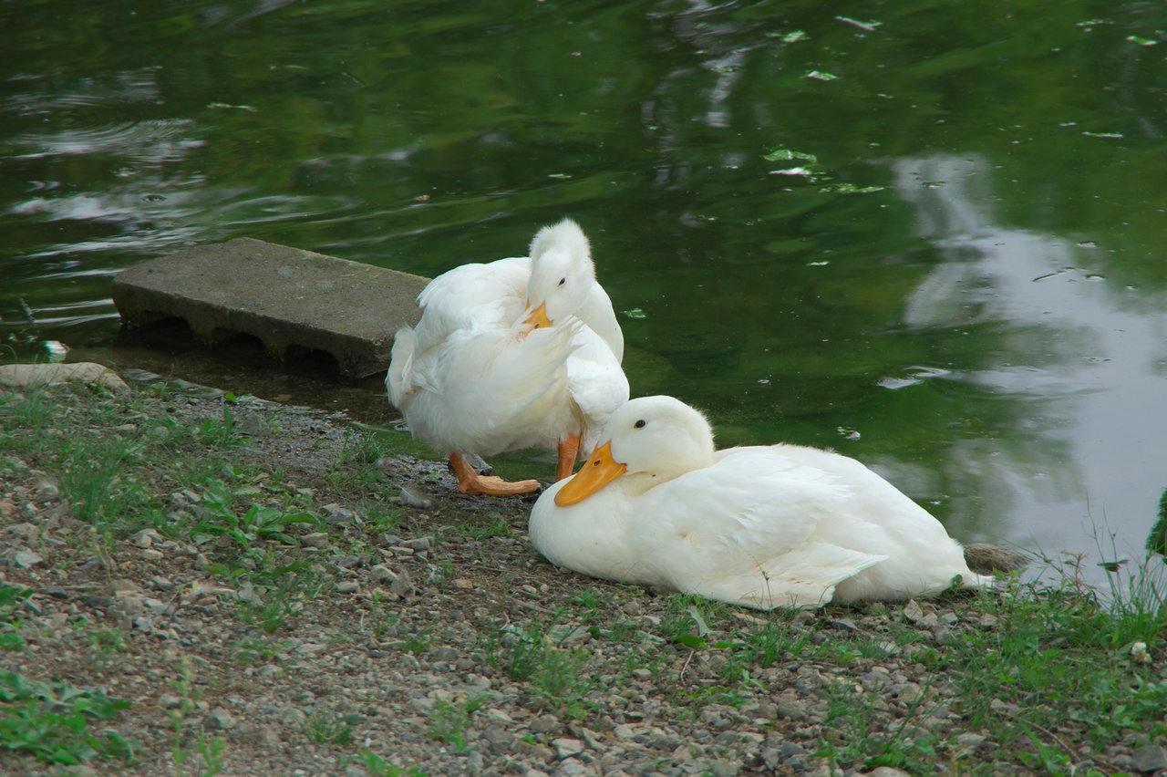 すべての花の画像 エレガント合鴨 アヒル 違い