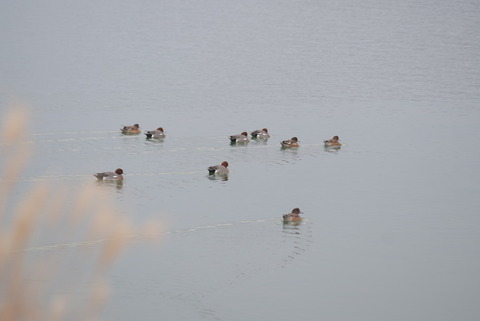ヒドリガモさんでした