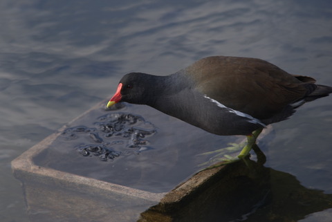 バンちゃんはお散歩中…