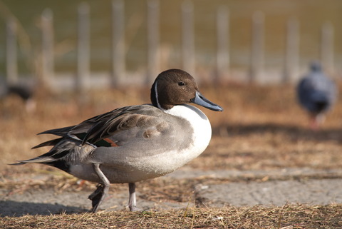 この時期の大池周辺は…