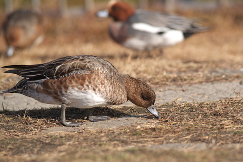 そこらへんでごはんを食べ…