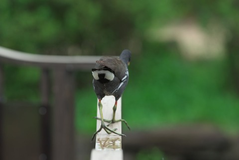 ふふふふふ~ん♪