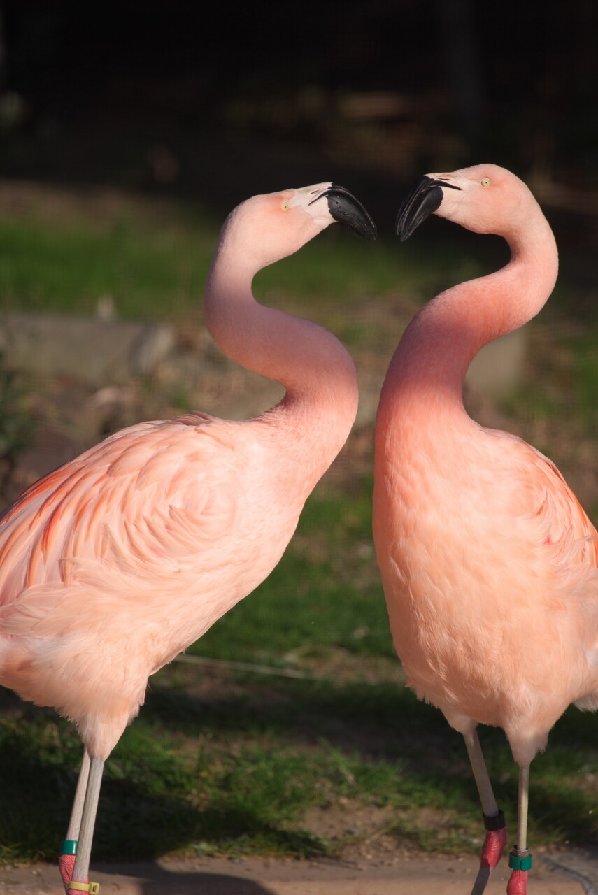 フラミンゴさんを撮ってみる 天王寺動物園 2 11 その4 Kamonomania カモノマニア