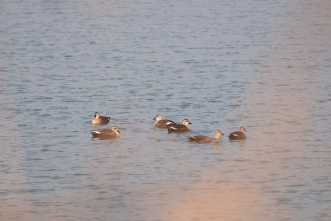 夕暮れカルガモさん
