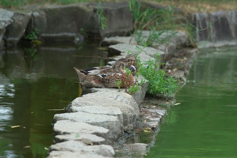 完全に寝とるな…