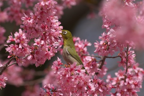 ふふふふ~ん♪
