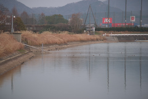 なんか姿は見えますな