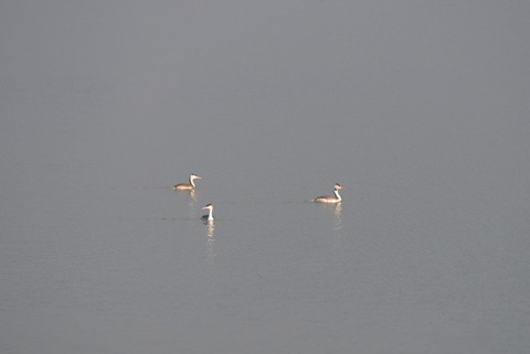 おーカンムリカイツブリさんや