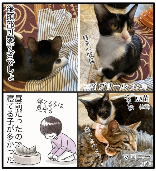 保護猫カフェ2_20240628103136