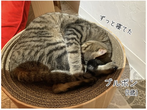 保護猫カフェ4_20240628103632