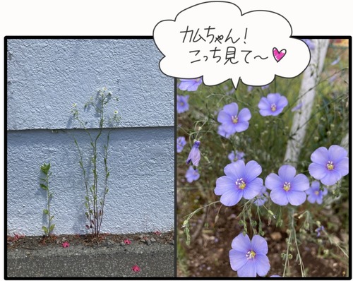 ファンサするカム●2_20240614184916