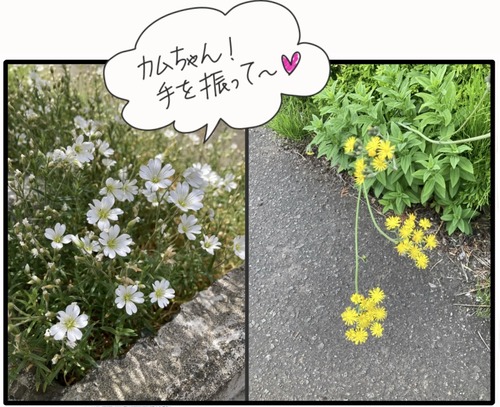 ファンサするカム●2_20240614184916