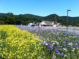 お花畑の向こうに道の駅