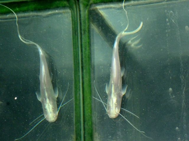 プラ バイオレット