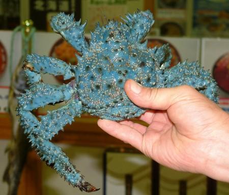 色がおかしいニュース 青いカニ編 おきなわにっき