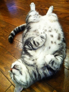 t02200293_0480064012136926751