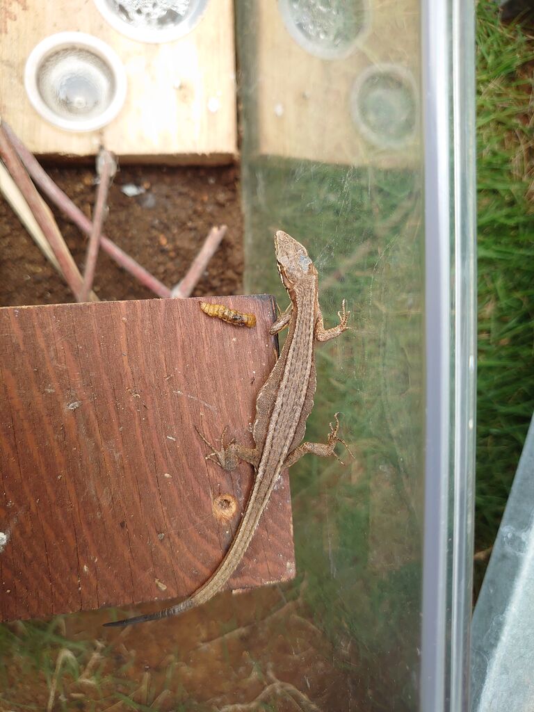 2回目の産卵 カナヘビ日記