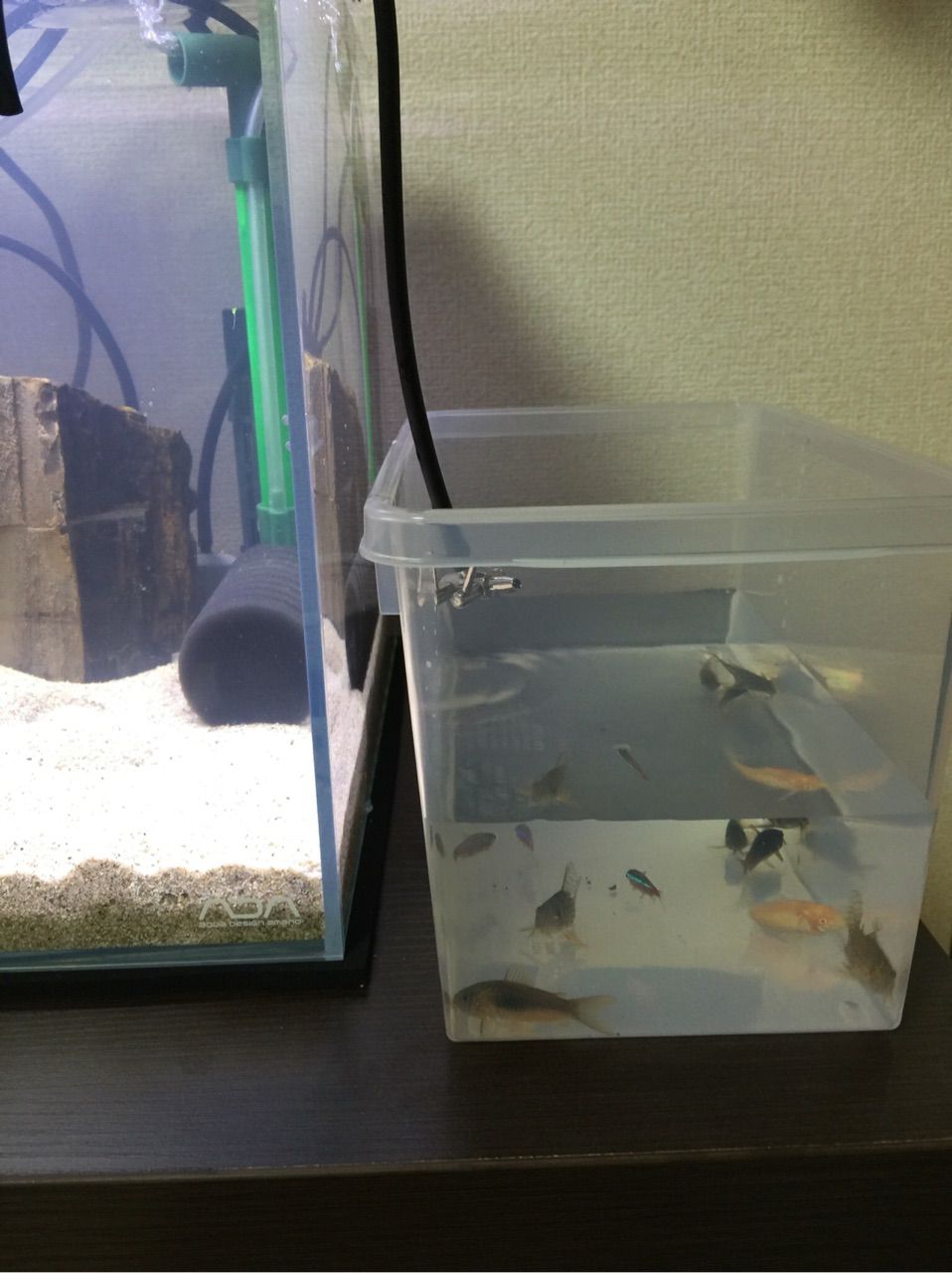 Ada30cmキューブ水槽 生体導入編 かなメットの熱帯魚な日々