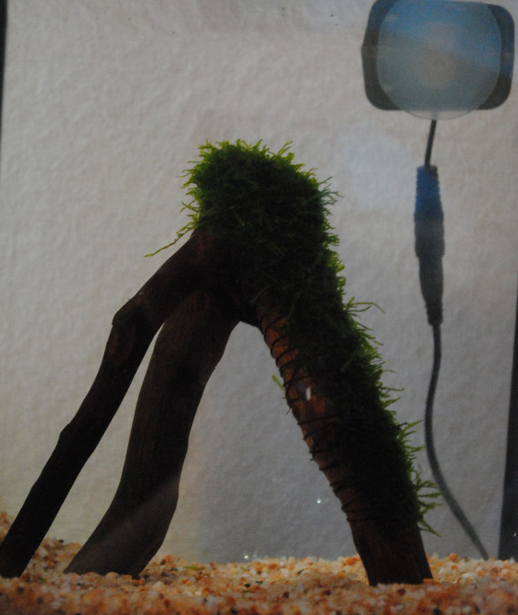 グリーンfゴールド顆粒で薬浴し始め一晩 我が家の動物日記