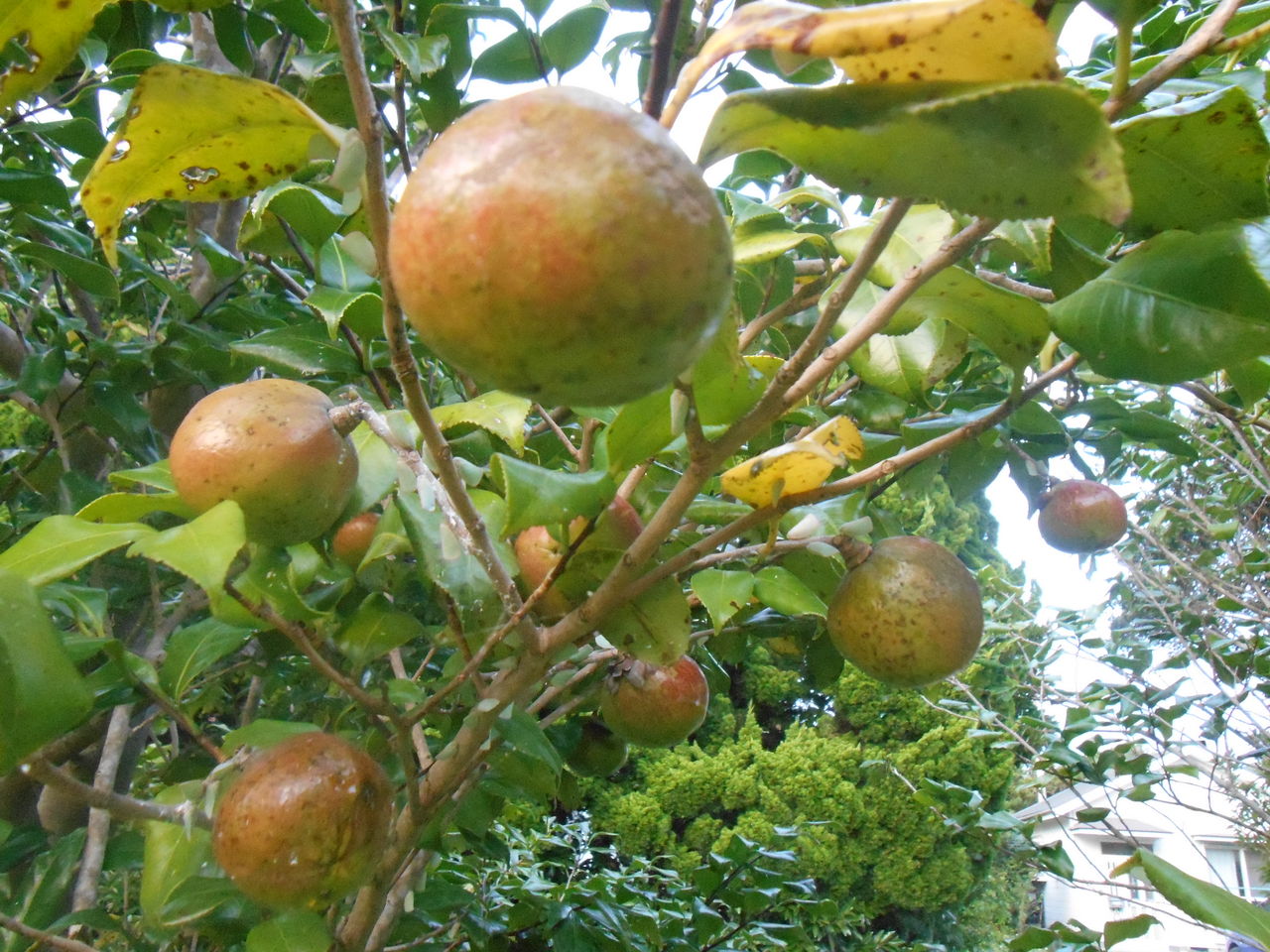 椿の実の収穫 伊豆大島でガイド Cafe 押し花