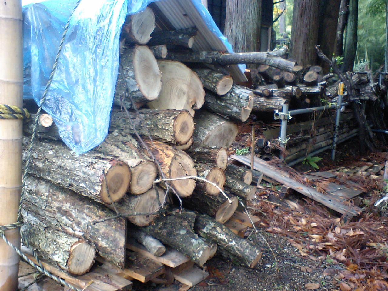 原木栽培用・楢木運び : 山と川のかんちゃんのブログ