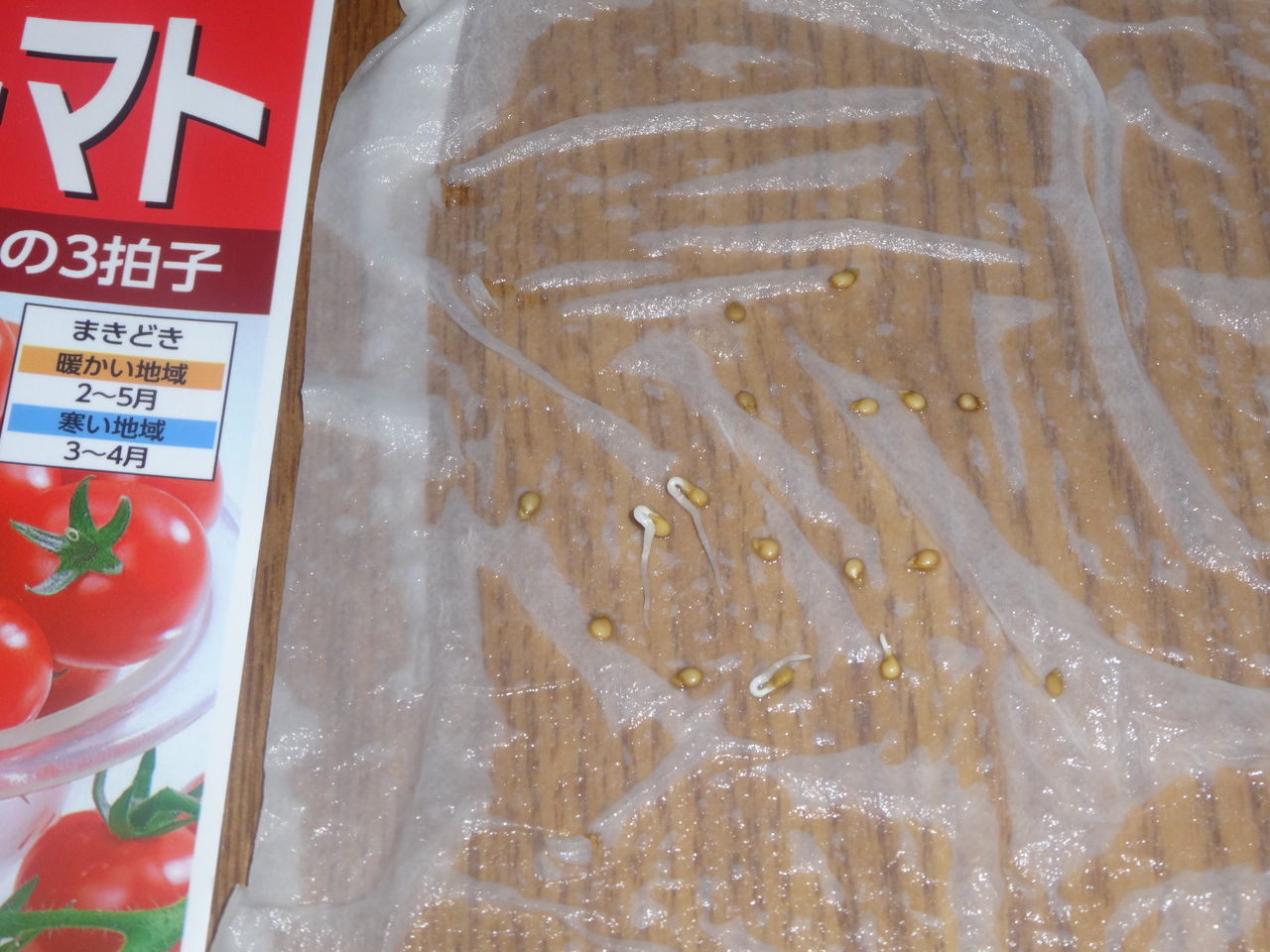 ミニトマト キャベツ ブロッコリー ピーマン かぼちゃ ズッキーニ カリフラワー 苗作り 実家の畑記録