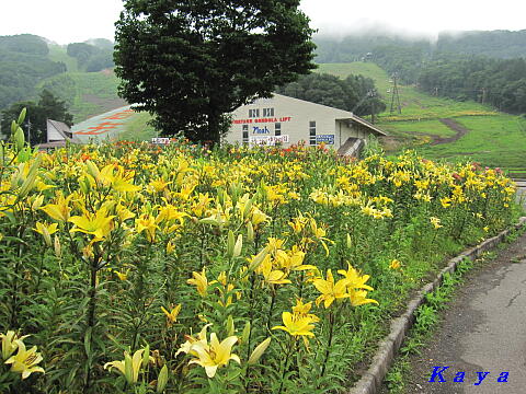 白馬岩岳ゆり園 1 ゆりの園へ 長野県白馬村 1 09年7月 やねのうえ 日本の屋根 北陸 甲信越の旅 白馬岩岳ゆり園 1 ゆりの園へ 長野県白馬村 1 09年7月 やねのうえ 日本の屋根 北陸 甲信越の旅