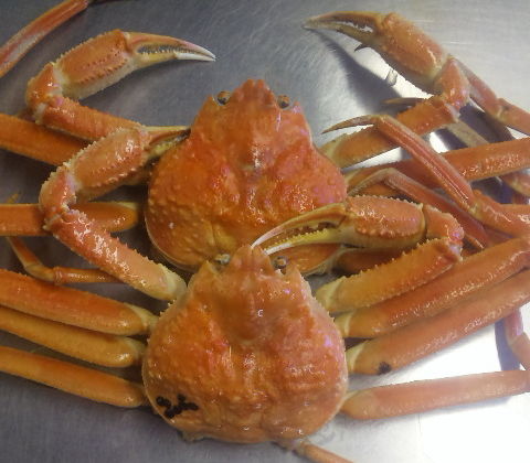 本ズワイ 紅ズワイ カニのデパート かなはし水産スタッフ日記 本ズワイ 紅ズワイ カニのデパート かなはし水産スタッフ日記