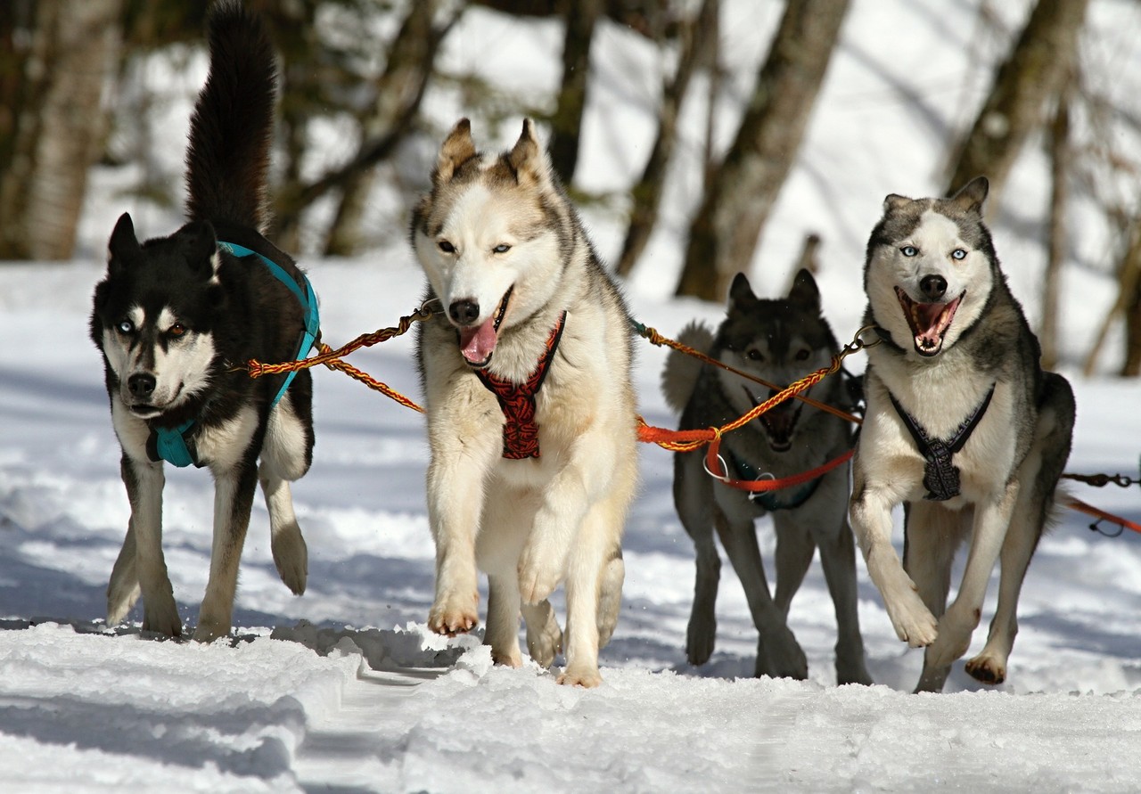 犬ぞり って楽しいし 可愛いと思ってるでしょう 死に物狂いだワン オーストラリア漂流記 犬ぞり って楽しいし 可愛いと思ってるでしょう 死に物狂いだワン オーストラリア漂流記