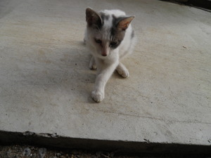 迷い猫 002