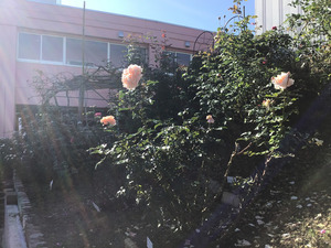 開花情報1105-3