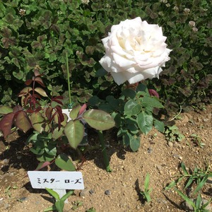 IMG-2587