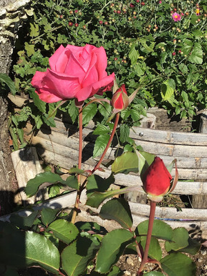 開花情報1105-2