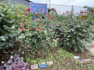 IMG_6414