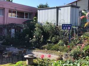 開花情報1105-1