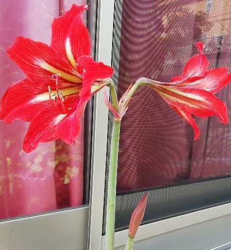 6月1日・1
