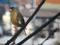 マボリの庭・鳥・1