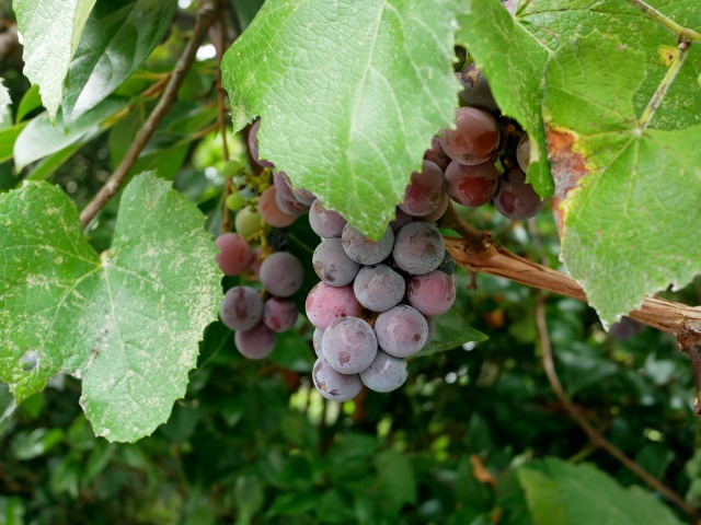 P1050902