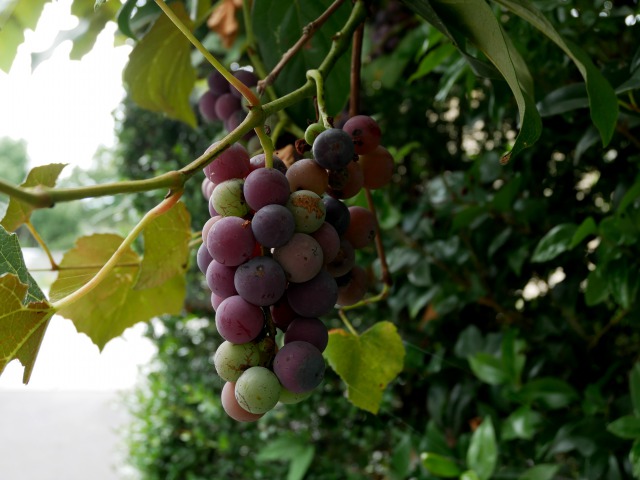 P1050903