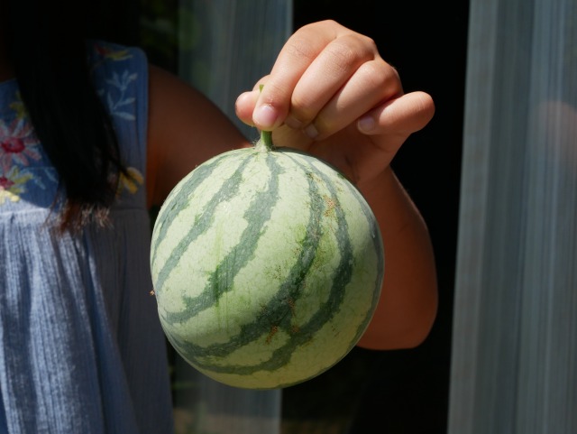 P1060093