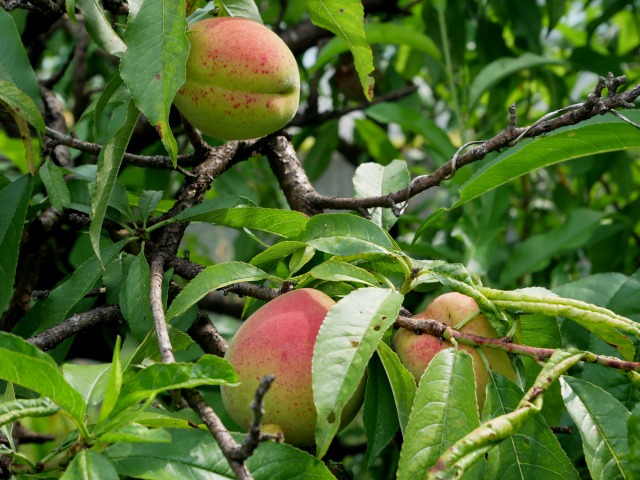 P1050897