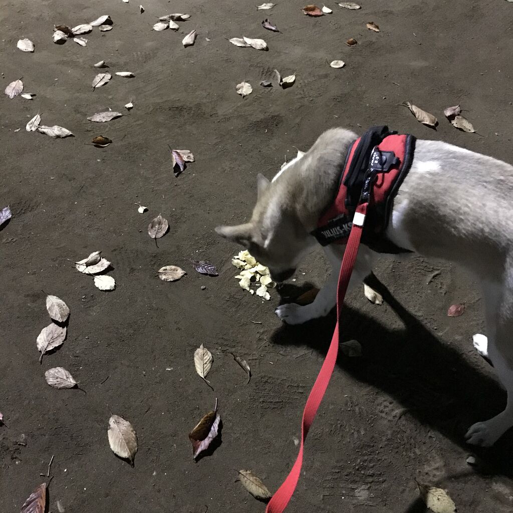 ポテトチップス出して Shippo House